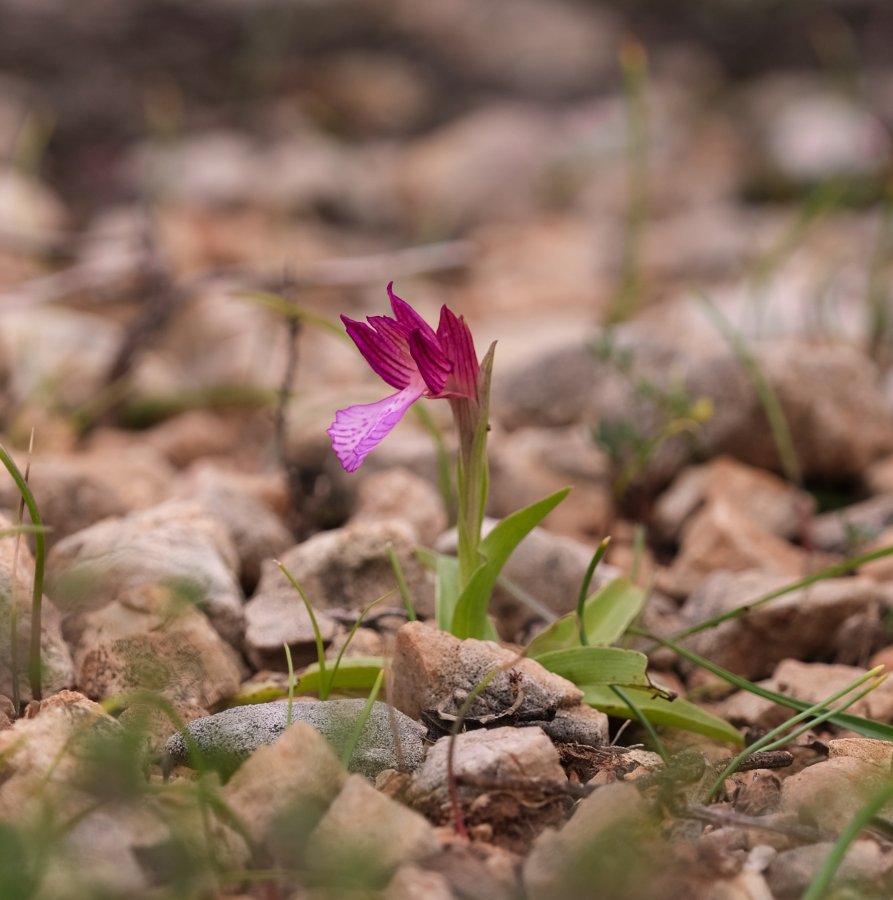 Orchidee di Marzo - Dalla Grecia con passione